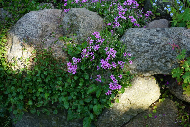 Phlox subulata flowers bloom in the garden in May. Phlox subulata, the creeping-, moss-, moss pink- or mountain phlox, is a species of flowering plant in the family Polemoniaceae. Berlin, Germany  - Photo, Image