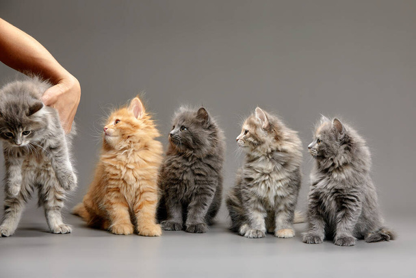 A group of fluffy cute multi-colored kittens on a gray background, a group of gray, red and spotted kittens coloring stand on a gray background and pose for the camera, copyspace, gray background. - Foto, Imagem