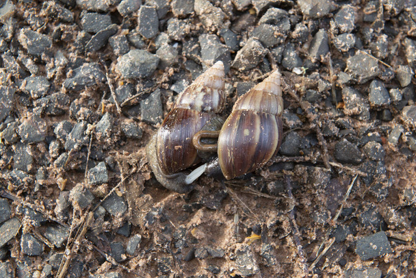 Giant African Snail (Achatina fulica) mating. Intersexual species, both partners of a mating pair will produce offspring as they can simultaneously fertilize each other - Photo, Image