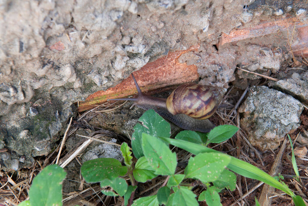 Closeup of giant African snail (Achatina fulica) in home garden. Snails must not be handled without proper protection and sanitation - Photo, Image