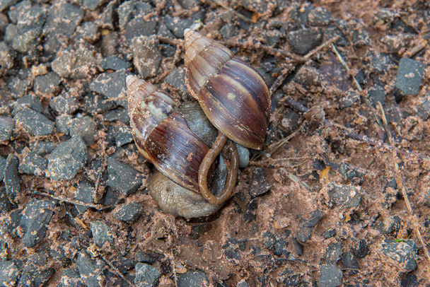 Giant African Snail (Achatina fulica) mating. Intersexual species, both partners of a mating pair will produce offspring as they can simultaneously fertilize each other - Foto, Bild