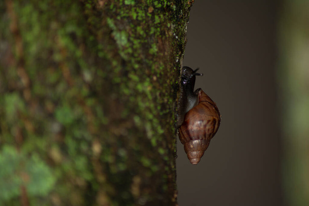 Silhouet van Giant African Snail (Achatina fulica) op boomstam. Specie vormen een ernstig gezondheidsrisico voor de mens door het dragen van de parasiet rat longworm, waarvan bekend is dat meningitis veroorzaken bij de mens - Foto, afbeelding