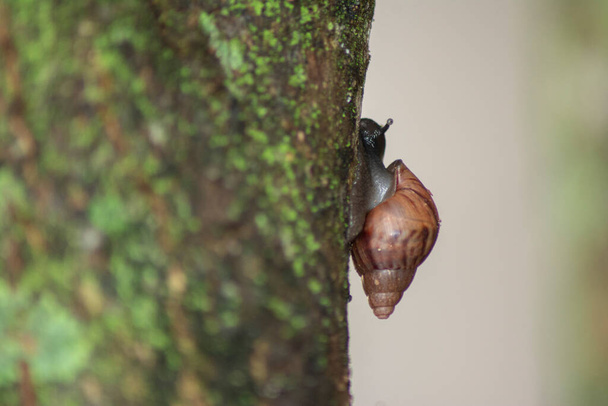 Silhouet van Giant African Snail (Achatina fulica) op boomstam. Specie vormen een ernstig gezondheidsrisico voor de mens door het dragen van de parasiet rat longworm, waarvan bekend is dat meningitis veroorzaken bij de mens - Foto, afbeelding