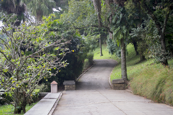 Botanical garden - São Paulo City - Foto, afbeelding