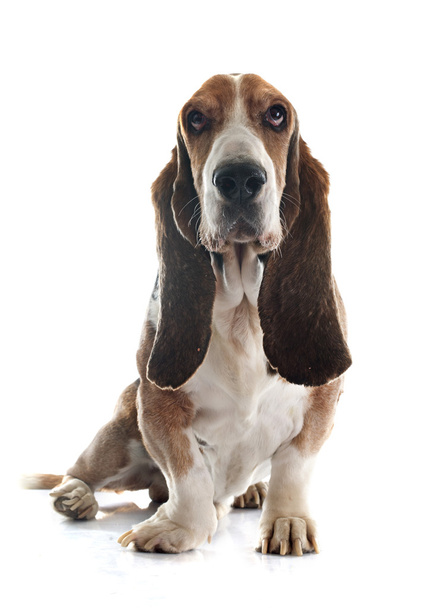 Basset hound - Foto, afbeelding