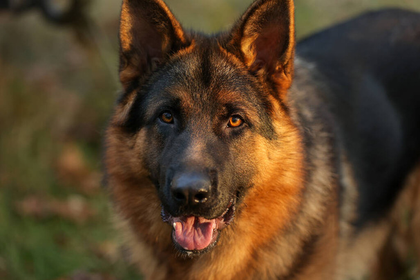 Close-up portret van vrolijke volwassen zwart-bruin Duitse herder hond met open mond en tong kijken naar de camera en poseren buiten in een bos, park. Huisdier van de natuur. - Foto, afbeelding