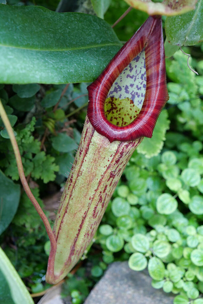 Nepenthes - genus of carnivorous plants, also known as tropical pitcher plants, or monkey cups, in monotypic family Nepenthaceae - Photo, Image