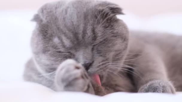 Skotská tupá kočka leží na sněhobílé posteli a olizuje se. Krásná šedá kočka - Záběry, video