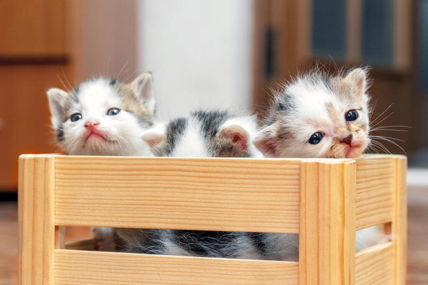 Μικρά χαριτωμένα γατάκια σε ένα ξύλινο κουτί προσπαθούν να βγουν από το κουτί. - Φωτογραφία, εικόνα