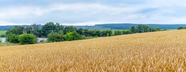 Campo de trigo amarillo con trigo maduro, árboles verdes al final del campo y pintoresco cielo azul con nubes blancas - Foto, imagen