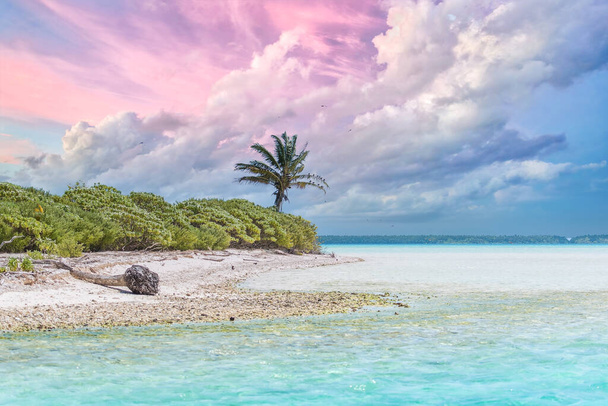 Bora Bora, paradisíaca playa de palmeras y aguas cristalinas del océano turquesa en la Polinesia Francesa, con cocoteros - Foto, Imagen