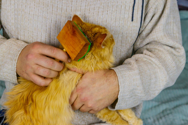 Ένας άντρας με βούρτσα για κατοικίδια βουρτσίζει μια γούνα από χνουδωτή γάτα τζίντζερ. - Φωτογραφία, εικόνα