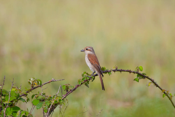 πουλί ψάχνει γύρω στο δάσος, Red-backed Shrike, Lanius collurio - Φωτογραφία, εικόνα