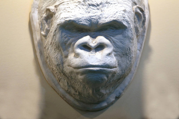 Gorilla head made of plaster for taxidermy on the wall - Valokuva, kuva