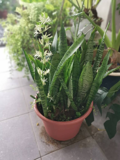 Sansevieria Snake Plant pot with sprouting White Flower. - Foto, Bild