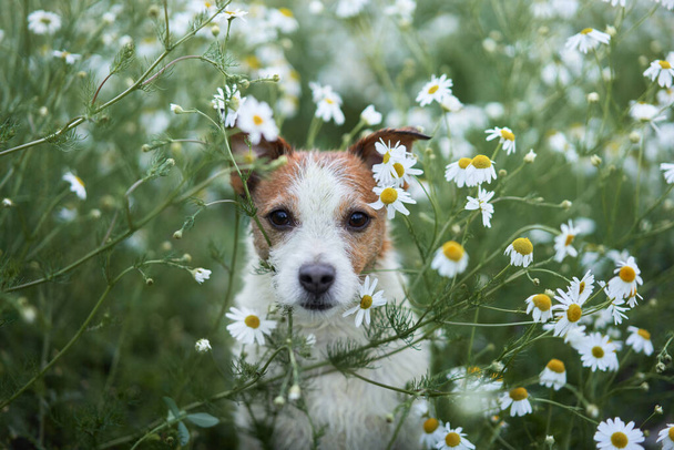 dog in daisies. Pet in nature. Cute jack russell terrier in flowers. Pet in grass - Foto, Imagen