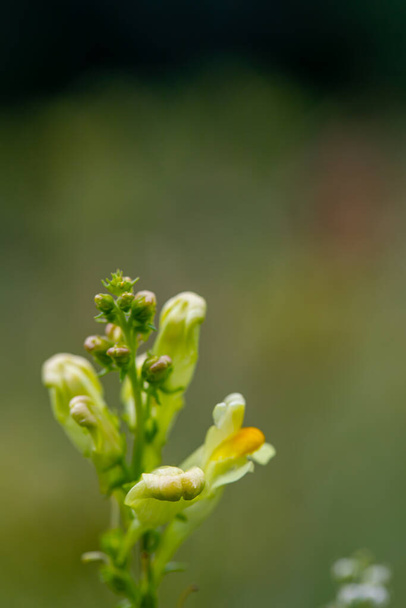 Linaria vulgaris bloem groeit in de bergen - Foto, afbeelding