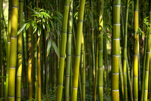 Bambus - Zdjęcie, obraz