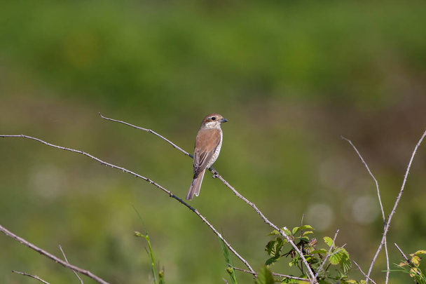 bird looking around  in woodland, Red-backed Shrike, Lanius collurio - Photo, Image