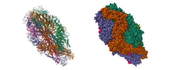 Cryo-EM structure of Yersinia pseudotuberculosis TcaA-TcaB. Modèles de bande dessinée 3D et de surface gaussienne, PDB 6rwb, fond blanc - Photo, image
