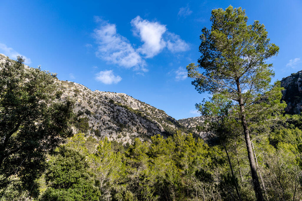 Средиземноморская растительность в Кома-делс-Каире, муниципальное имение Son Moragues, Вальдемосса, Майорка, Балеарские острова, Испания - Фото, изображение