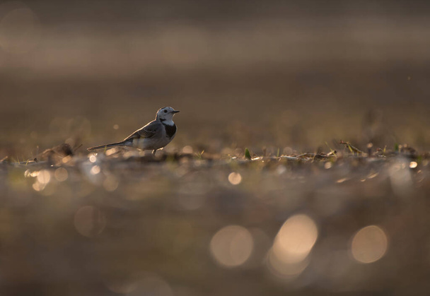 Pied Wagtail at sunset - Foto, afbeelding
