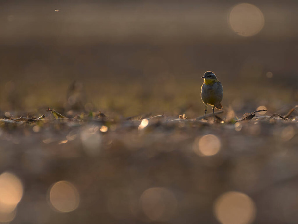 Pied Wagtail at sunset - Foto, afbeelding