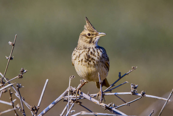 Crested Lark (Galerida cristata) is a common passerine bird in Asia and Europe - Photo, Image
