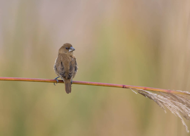 Spotted Munia on branch  - Photo, Image