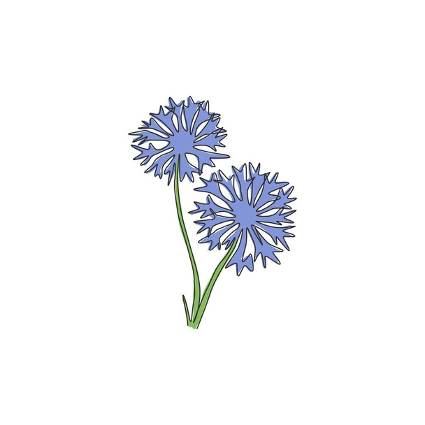 Jednoduchá jednořádková kresba čerstvá kentaurea kyanus pro zahradní logo. Dekorativní chrpa koncept pro domácí dekor zeď umění plakát tisk. Moderní kontinuální kreslení vektorové ilustrace - Vektor, obrázek