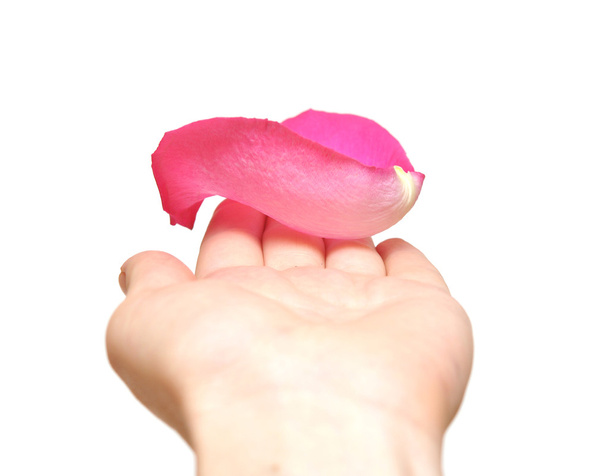 Ροζ ροδοπέταλα στο χέρι της γυναίκας που απομονώνονται σε λευκό - Φωτογραφία, εικόνα