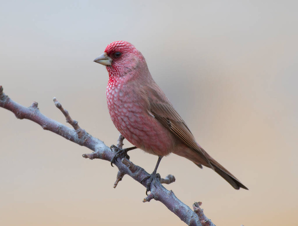 красивий великий рожевий птах на гілці дерева
 - Фото, зображення
