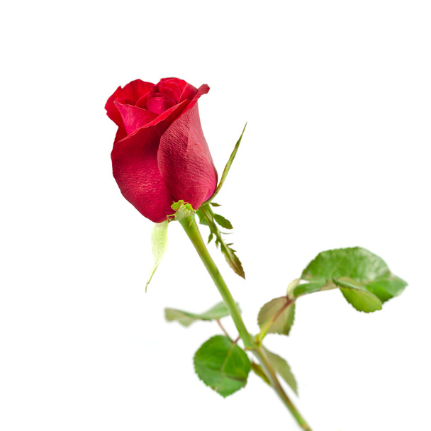rode roos geïsoleerd op witte achtergrond - Foto, afbeelding