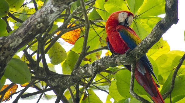 Scarlet Macaw, Ara macao, Lapa Roja, Corcovado National Park, Osa Conservation Area, Osa Peninsula, Costa Rica, America - Valokuva, kuva