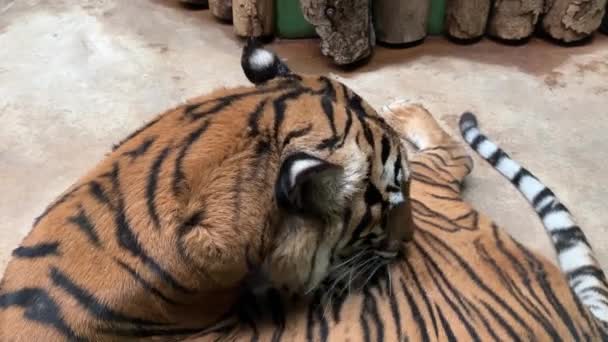 De tijger ligt comfortabel en voert een sessie van zijn eigen hygiëne. Videobeelden van aandelen. 4K. - Video