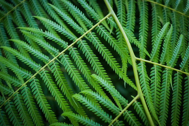 closeup of leavef from Mexican tree fern - Valokuva, kuva