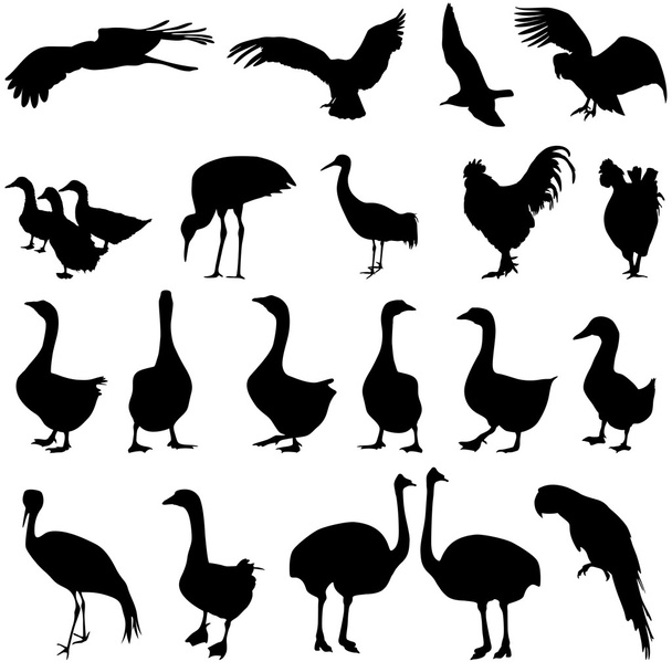 Establecer siluetas aves en la colección del zoológico en un fondo blanco
 - Vector, imagen