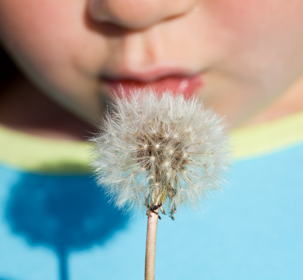 Kid blowing dandelion seeds - closeup - Photo, Image