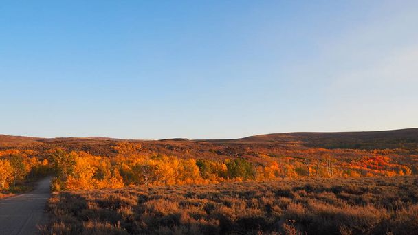 beau paysage forestier d'automne avec un champ de ciel jaune et bleu - Photo, image
