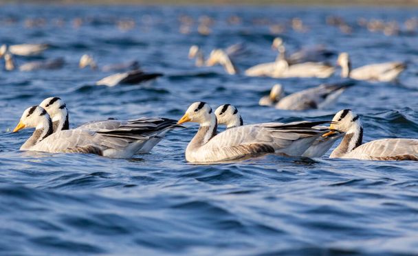 A group of migratory birds floating in blue rippled water of a lake - Fotoğraf, Görsel