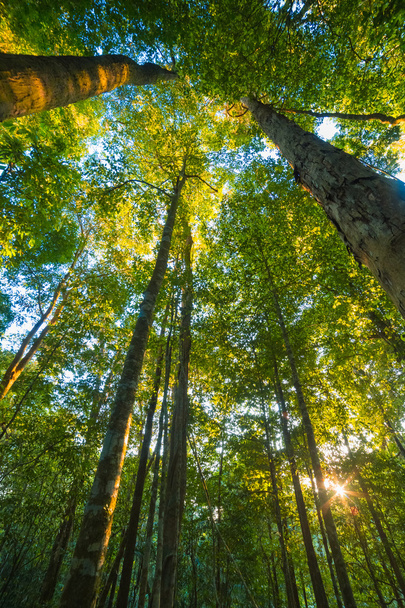 Лес с солнцем позади - Фото, изображение