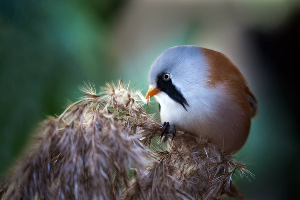 A close up of a male bearded reeding, Panurus biarmicus, it is more commonly referred to as a bearded tit - Photo, Image