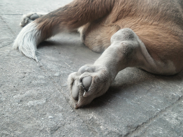 hond oot - Foto, afbeelding