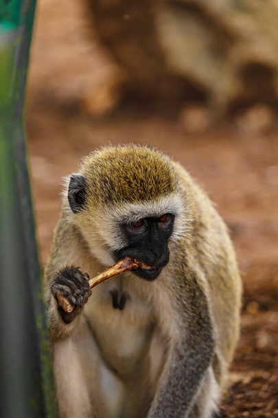 sehr lustiger grüner Affe isst Hühnerknochen. - Foto, Bild
