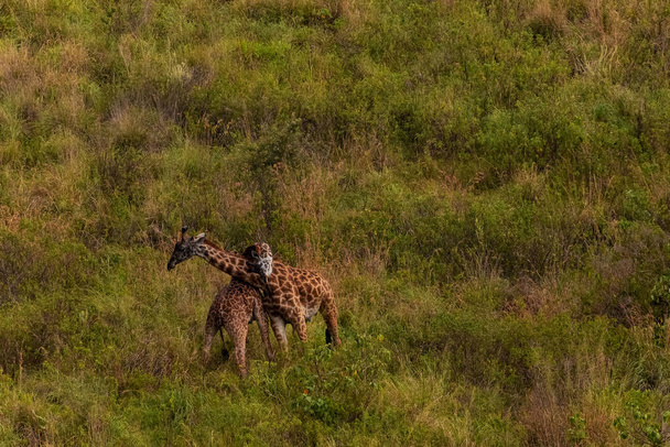 Два жирафа сражаются за брачные привилегии в Национальном резерве в Африке - Фото, изображение