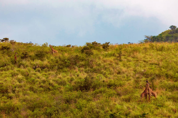 Два жирафа сражаются за брачные привилегии в Национальном резерве в Африке - Фото, изображение