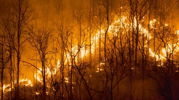 Climate change, Wildfires release carbon dioxide (CO2) emissions and other greenhouse gases (GHG) that contribute to climate change and global warming. - Valokuva, kuva