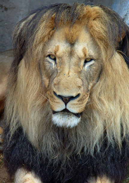 Африканский берберийский лев
 - Фото, изображение