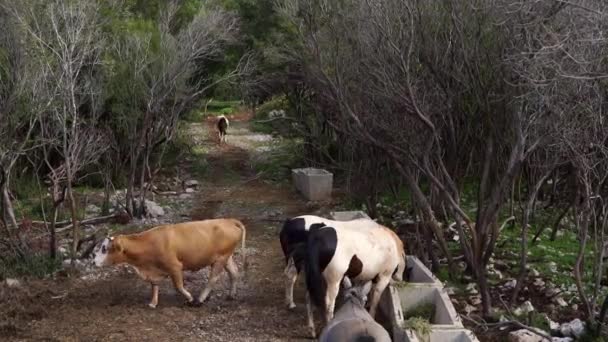 Les vaches et les chevaux mangent le foin des mangeoires du parc. Des images FullHD de haute qualité - Séquence, vidéo