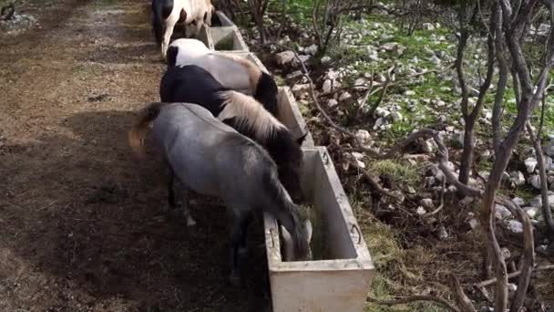 Pferde fressen Heu von Futterstellen im Park und wedeln mit ihren Schwänzen. Hochwertiges FullHD-Filmmaterial - Filmmaterial, Video